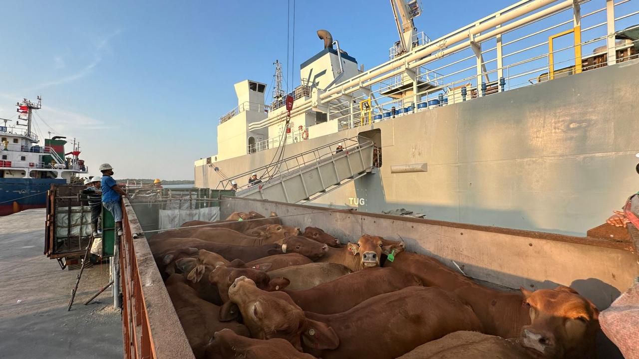 Pelindo Multi Terminal Group Catat Pertumbuhan Trafik Livestock sebesar 6,7 Persen